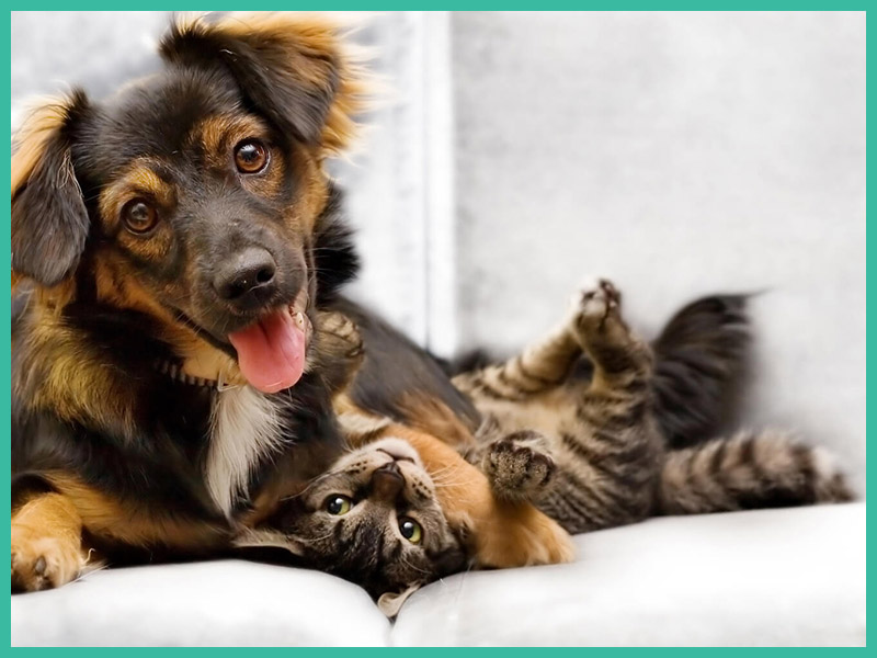 Hund und Katze bei Tierarzt